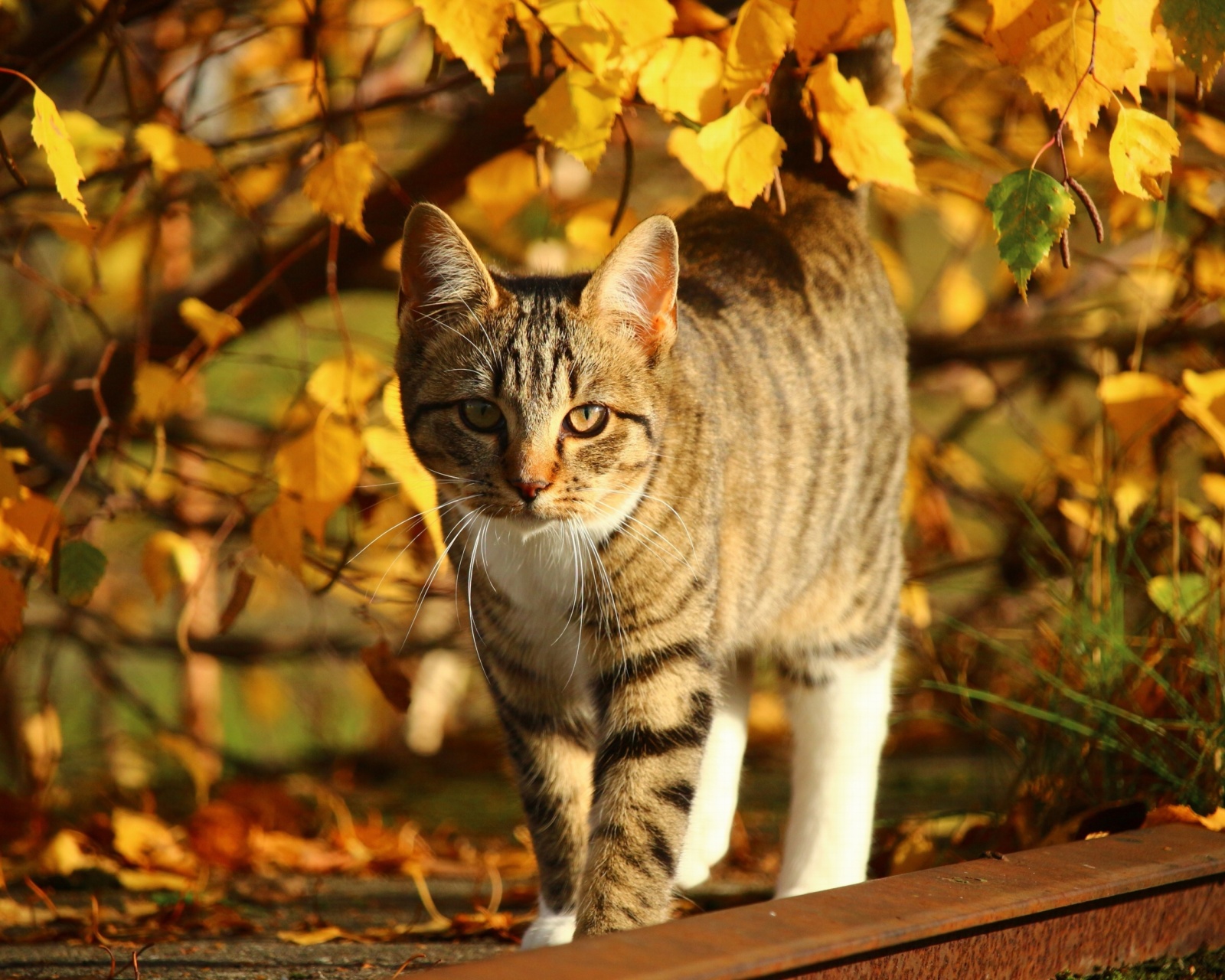 Das Tabby cat in autumn garden Wallpaper 1600x1280