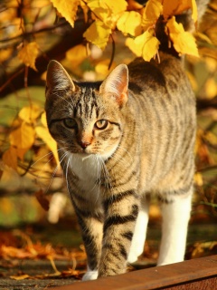 Das Tabby cat in autumn garden Wallpaper 240x320