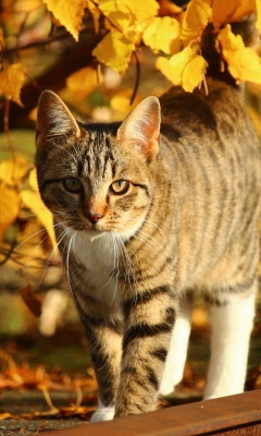 Das Tabby cat in autumn garden Wallpaper 240x400