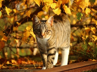 Das Tabby cat in autumn garden Wallpaper 320x240