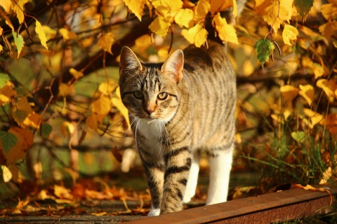 Das Tabby cat in autumn garden Wallpaper 480x320