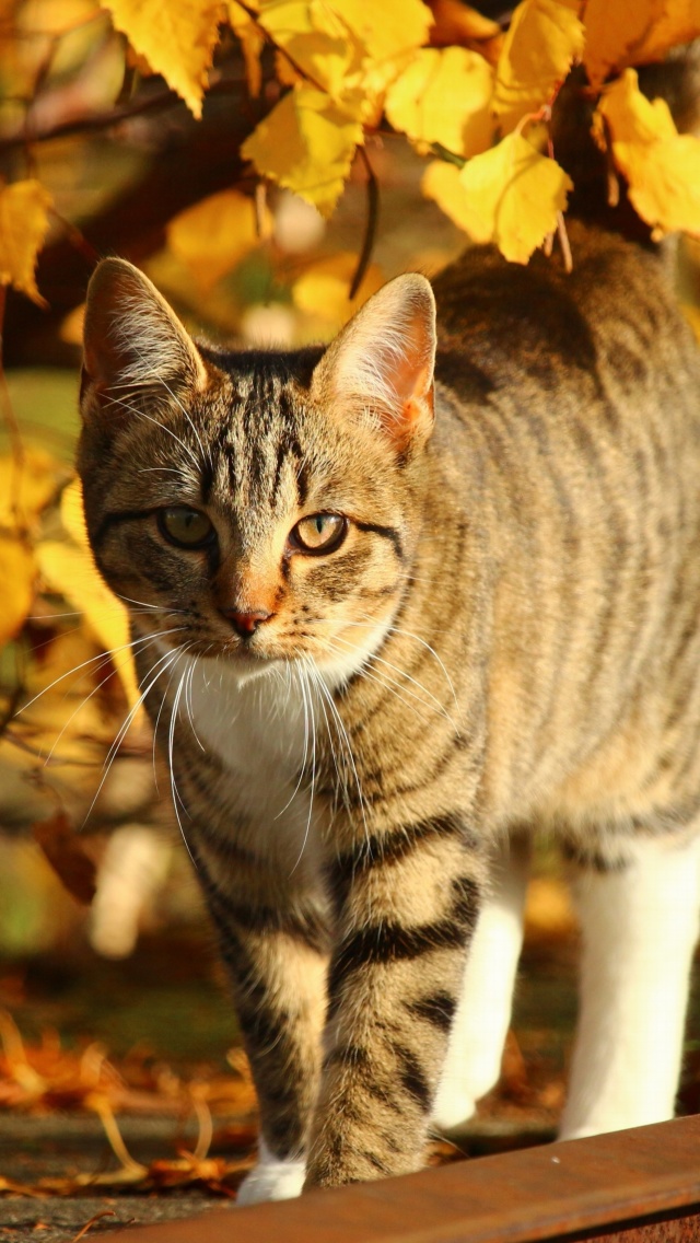 Das Tabby cat in autumn garden Wallpaper 640x1136