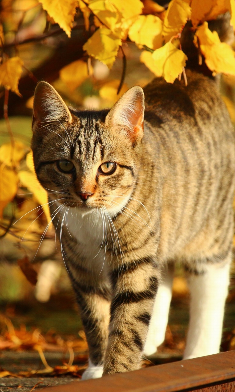 Das Tabby cat in autumn garden Wallpaper 768x1280