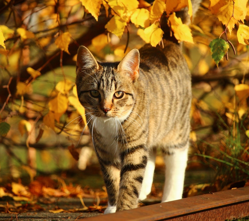 Das Tabby cat in autumn garden Wallpaper 960x854