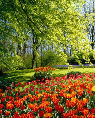 Spring Park - Obrázkek zdarma pro 176x220