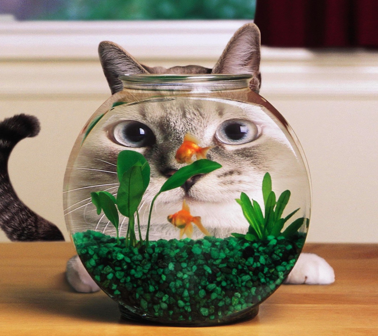 Обои Aquarium Cat Funny Face Distortion 1440x1280