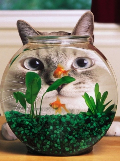 Fondo de pantalla Aquarium Cat Funny Face Distortion 240x320