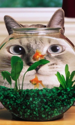 Fondo de pantalla Aquarium Cat Funny Face Distortion 240x400