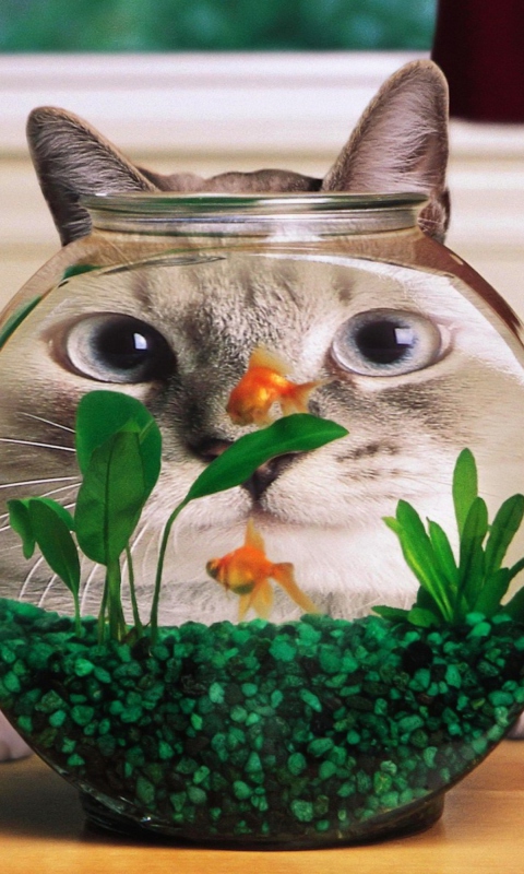 Screenshot №1 pro téma Aquarium Cat Funny Face Distortion 480x800