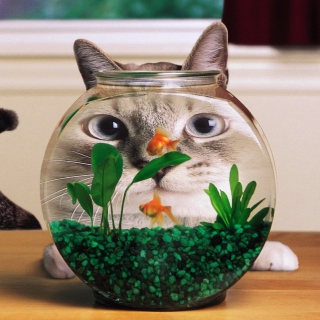 Aquarium Cat Funny Face Distortion - Obrázkek zdarma pro 2048x2048