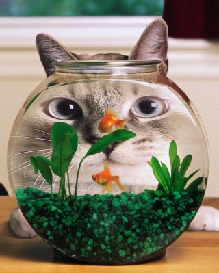 Aquarium Cat Funny Face Distortion - Obrázkek zdarma pro 132x176