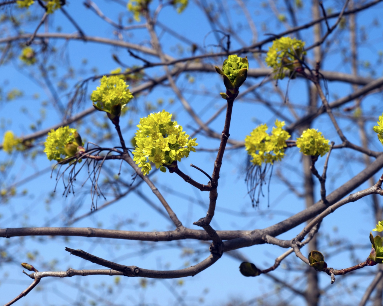 Sfondi Spring Forest 1280x1024