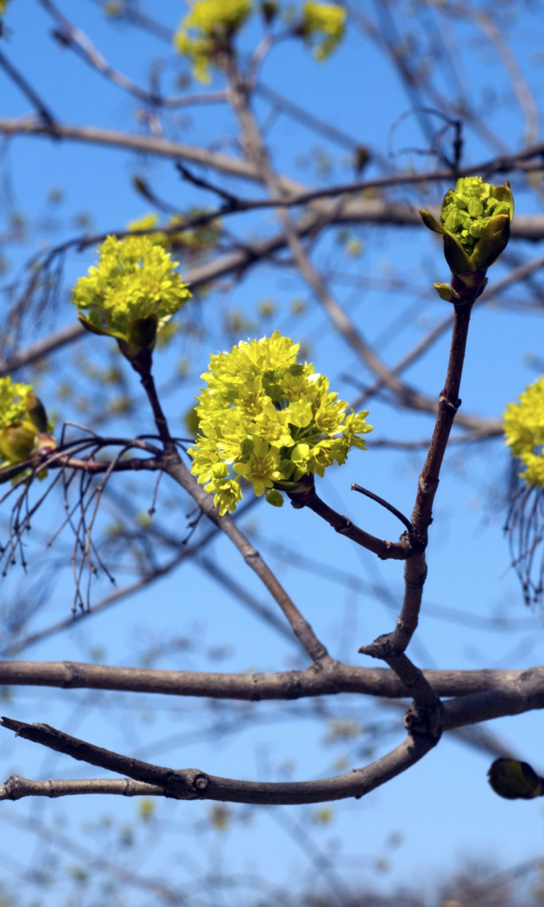 Spring Forest wallpaper 768x1280