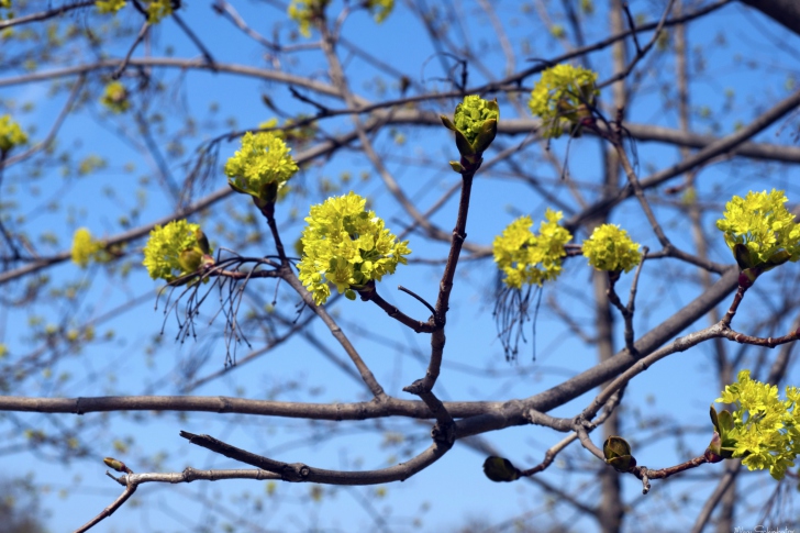 Spring Forest wallpaper