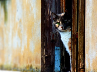 Cat That Is Waiting wallpaper 320x240