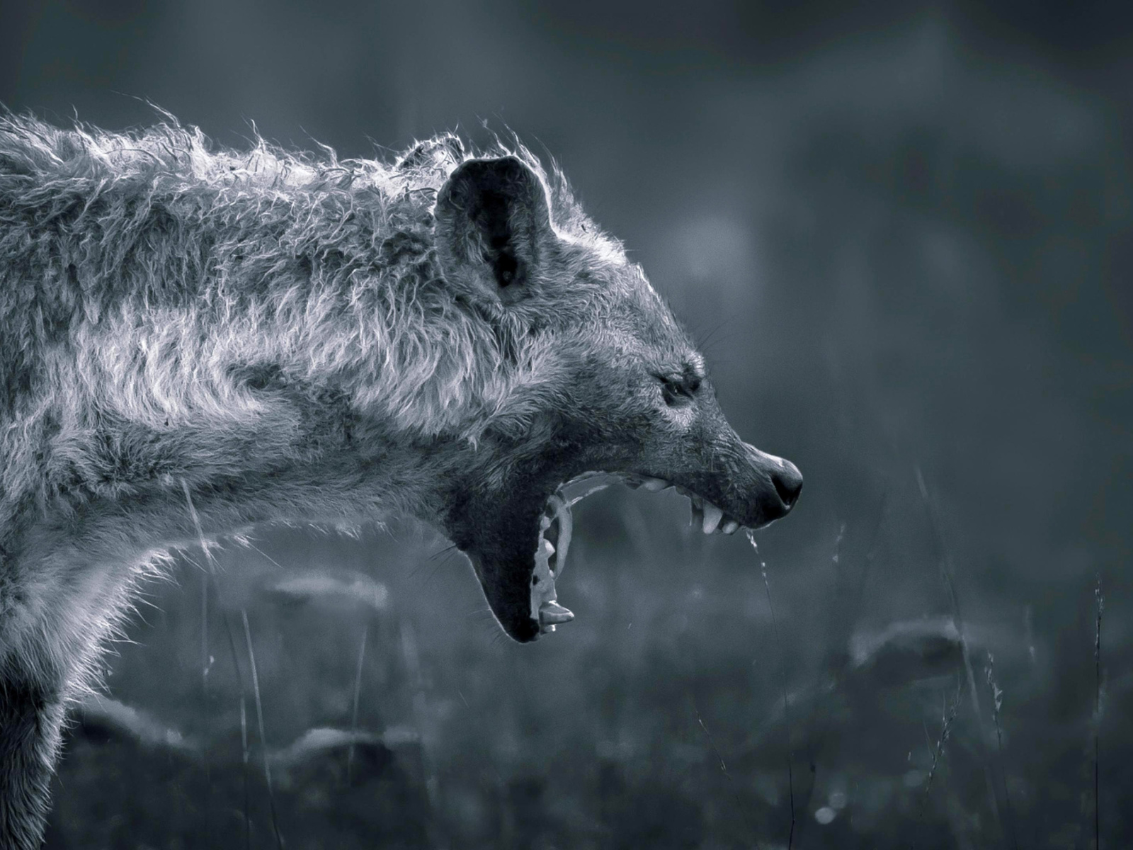 Screenshot №1 pro téma Hyena on Hunting 1600x1200