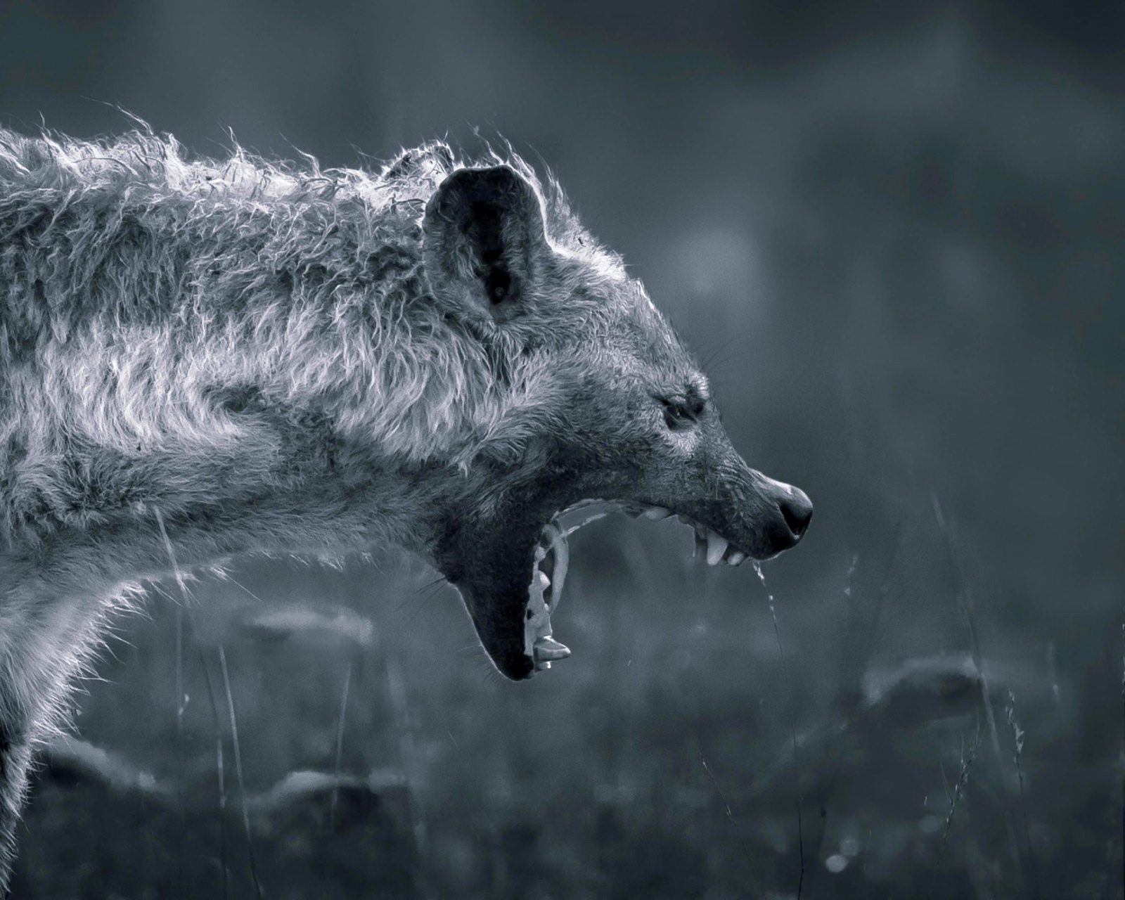 Screenshot №1 pro téma Hyena on Hunting 1600x1280
