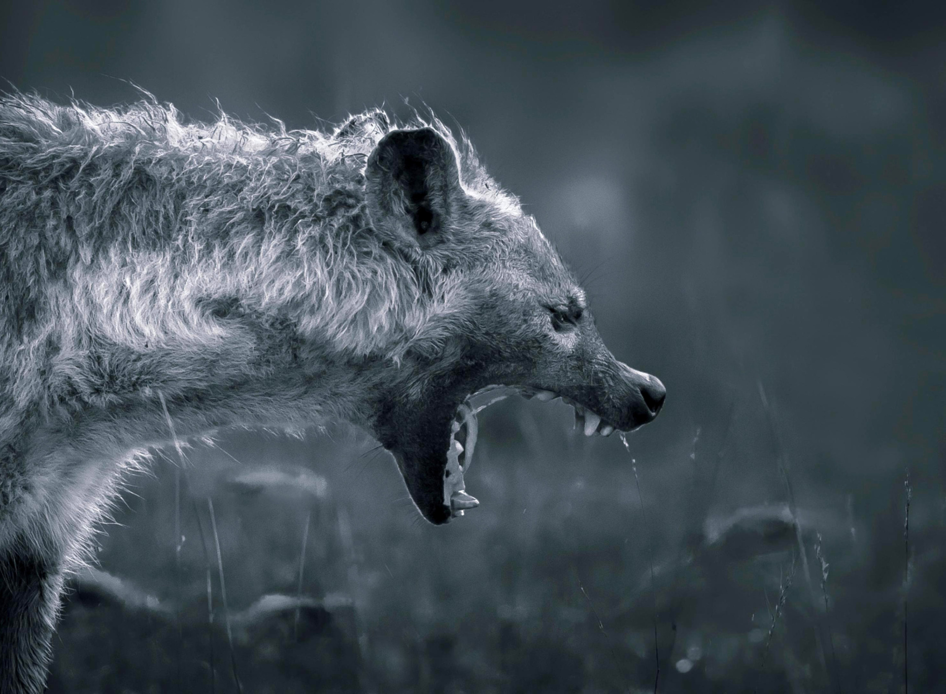 Screenshot №1 pro téma Hyena on Hunting 1920x1408