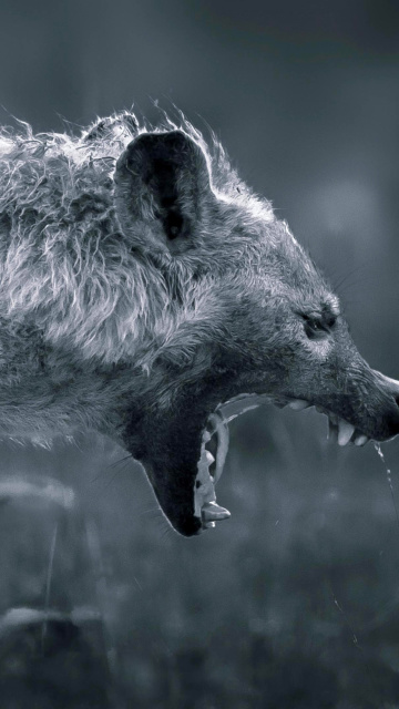 Fondo de pantalla Hyena on Hunting 360x640
