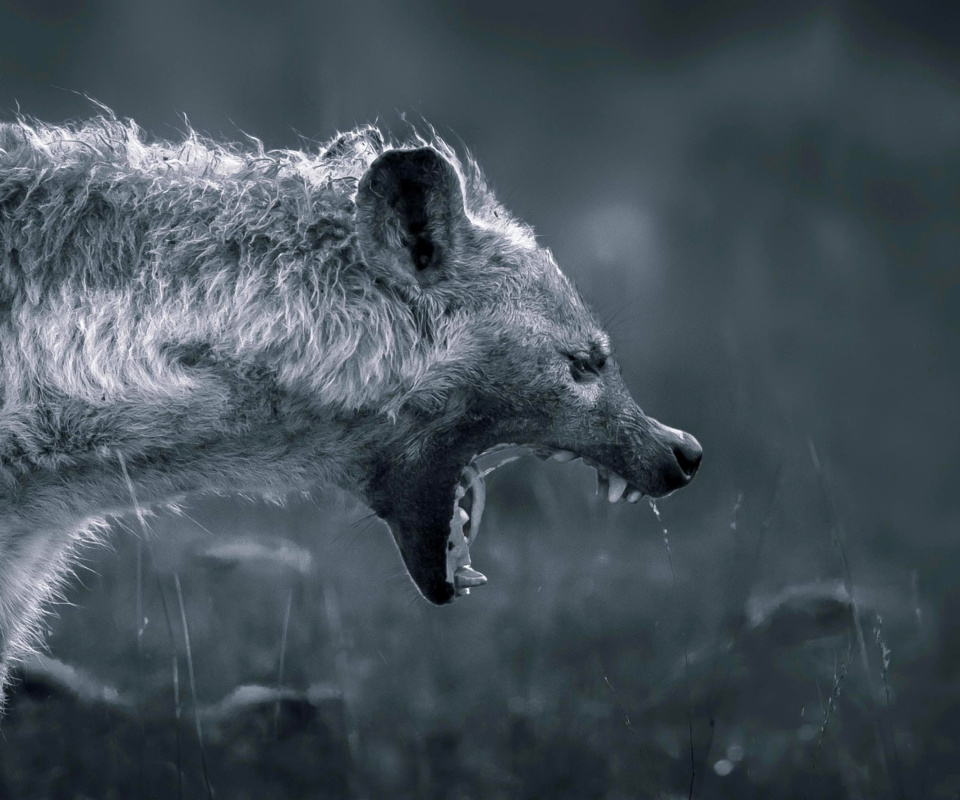 Screenshot №1 pro téma Hyena on Hunting 960x800