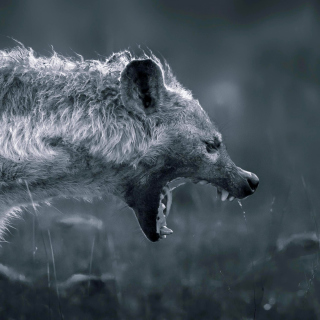 Kostenloses Hyena on Hunting Wallpaper für iPad