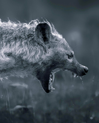 Hyena on Hunting - Obrázkek zdarma pro 128x160