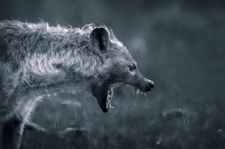 Hyena on Hunting - Fondos de pantalla gratis 
