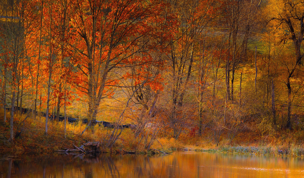 Colorful Autumn Trees near Pond screenshot #1 1024x600