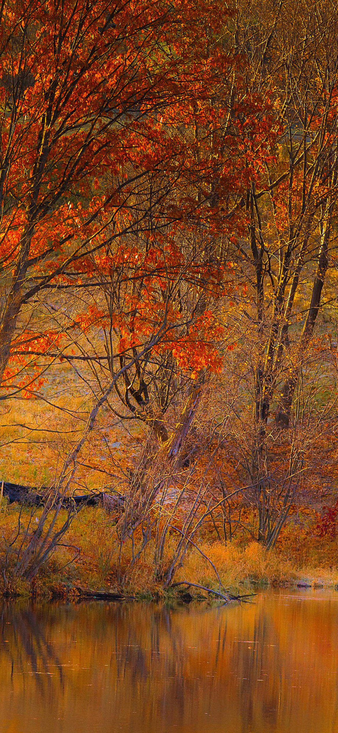 Fondo de pantalla Colorful Autumn Trees near Pond 1170x2532
