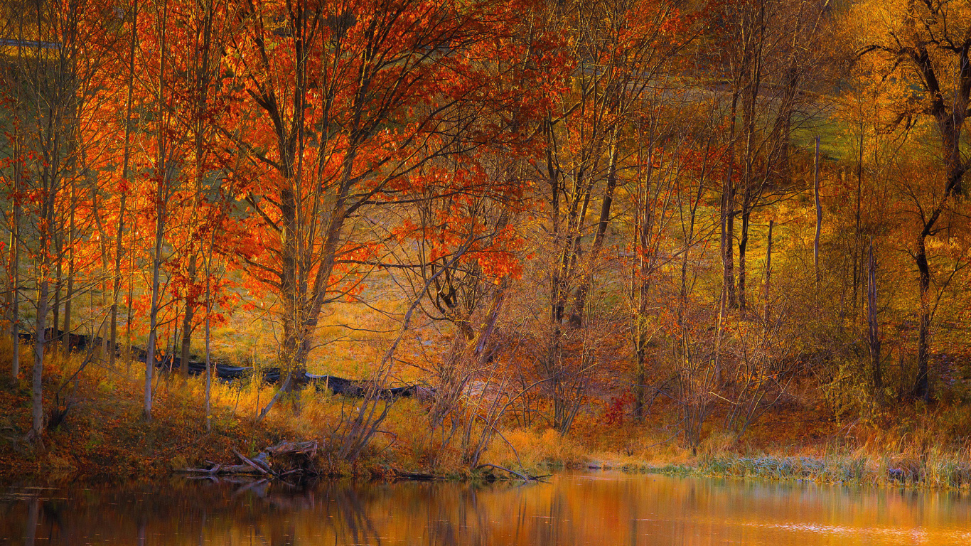 Screenshot №1 pro téma Colorful Autumn Trees near Pond 1366x768
