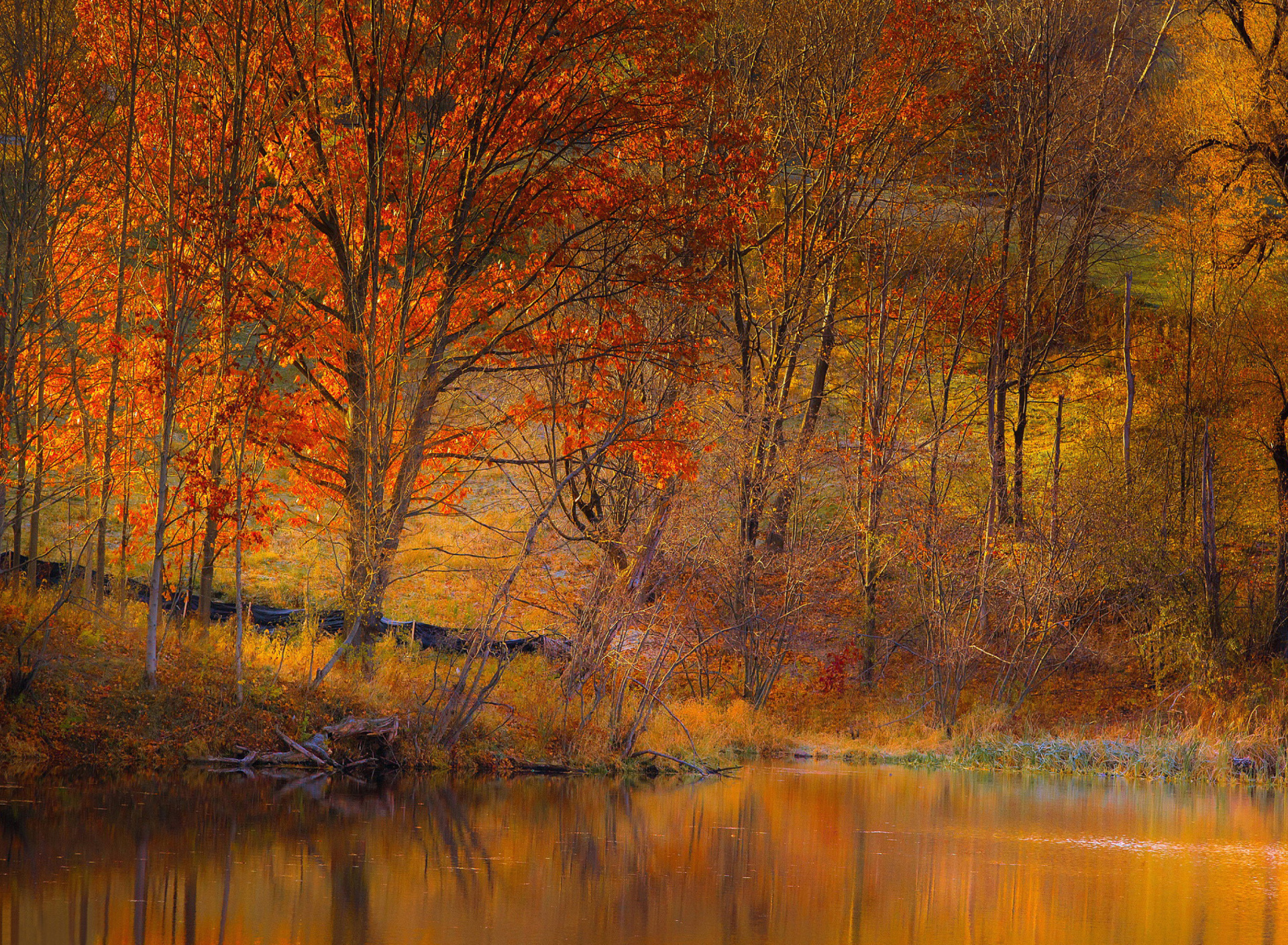 Das Colorful Autumn Trees near Pond Wallpaper 1920x1408