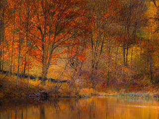 Обои Colorful Autumn Trees near Pond 320x240