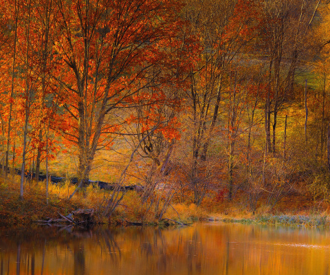 Colorful Autumn Trees near Pond screenshot #1 480x400