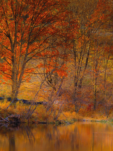 Screenshot №1 pro téma Colorful Autumn Trees near Pond 480x640