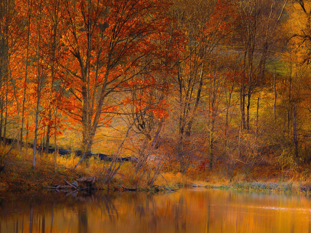 Обои Colorful Autumn Trees near Pond 640x480