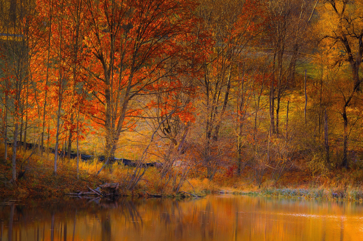 Colorful Autumn Trees near Pond wallpaper