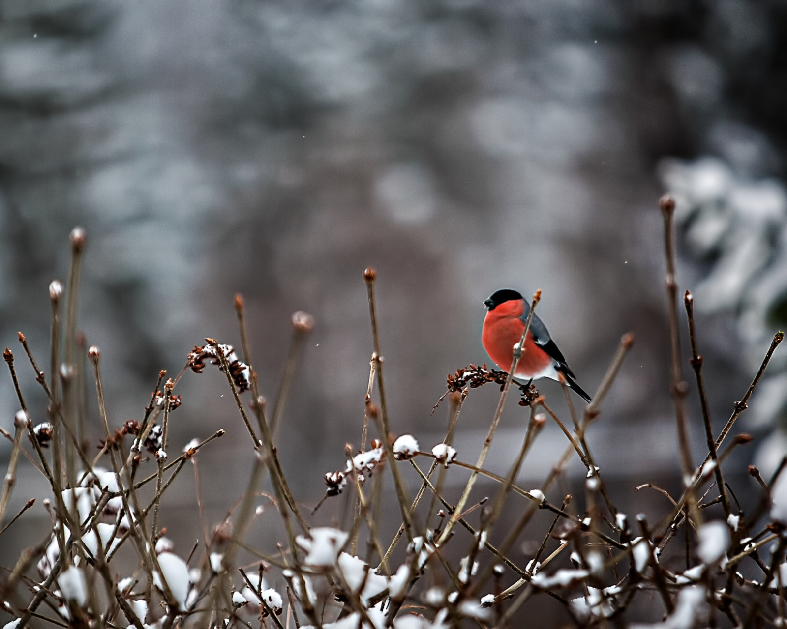 Screenshot №1 pro téma Bullfinch Bird 1600x1280