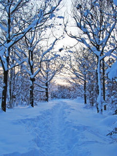 Screenshot №1 pro téma Trees in Snow 240x320