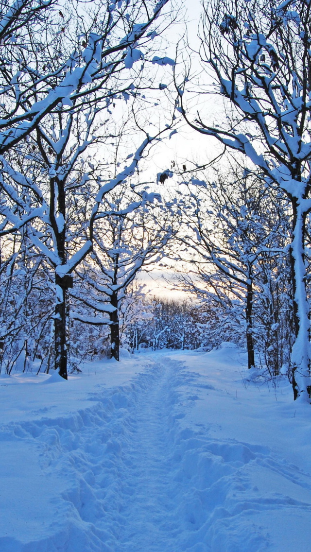 Обои Trees in Snow 640x1136