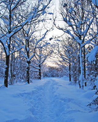 Trees in Snow - Obrázkek zdarma pro 768x1280