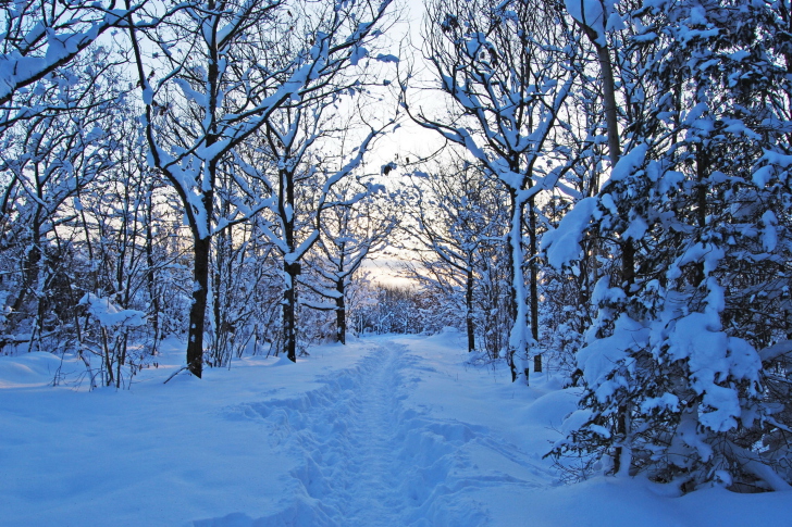 Screenshot №1 pro téma Trees in Snow