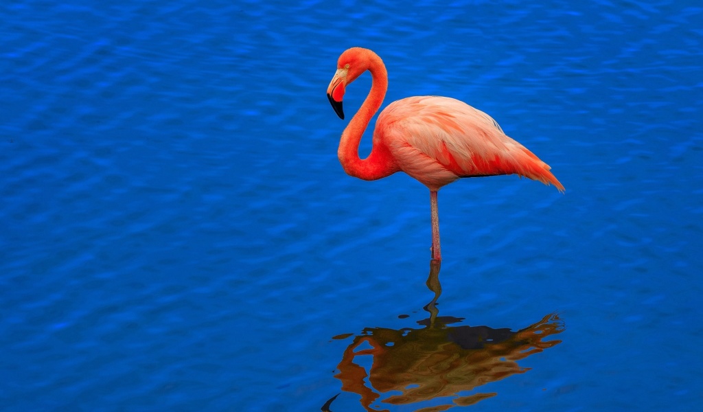 Flamingo Arusha National Park wallpaper 1024x600
