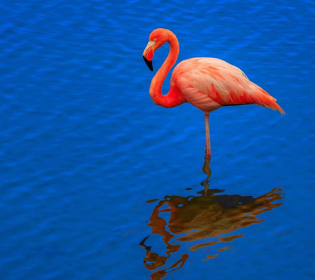 Sfondi Flamingo Arusha National Park 1080x960