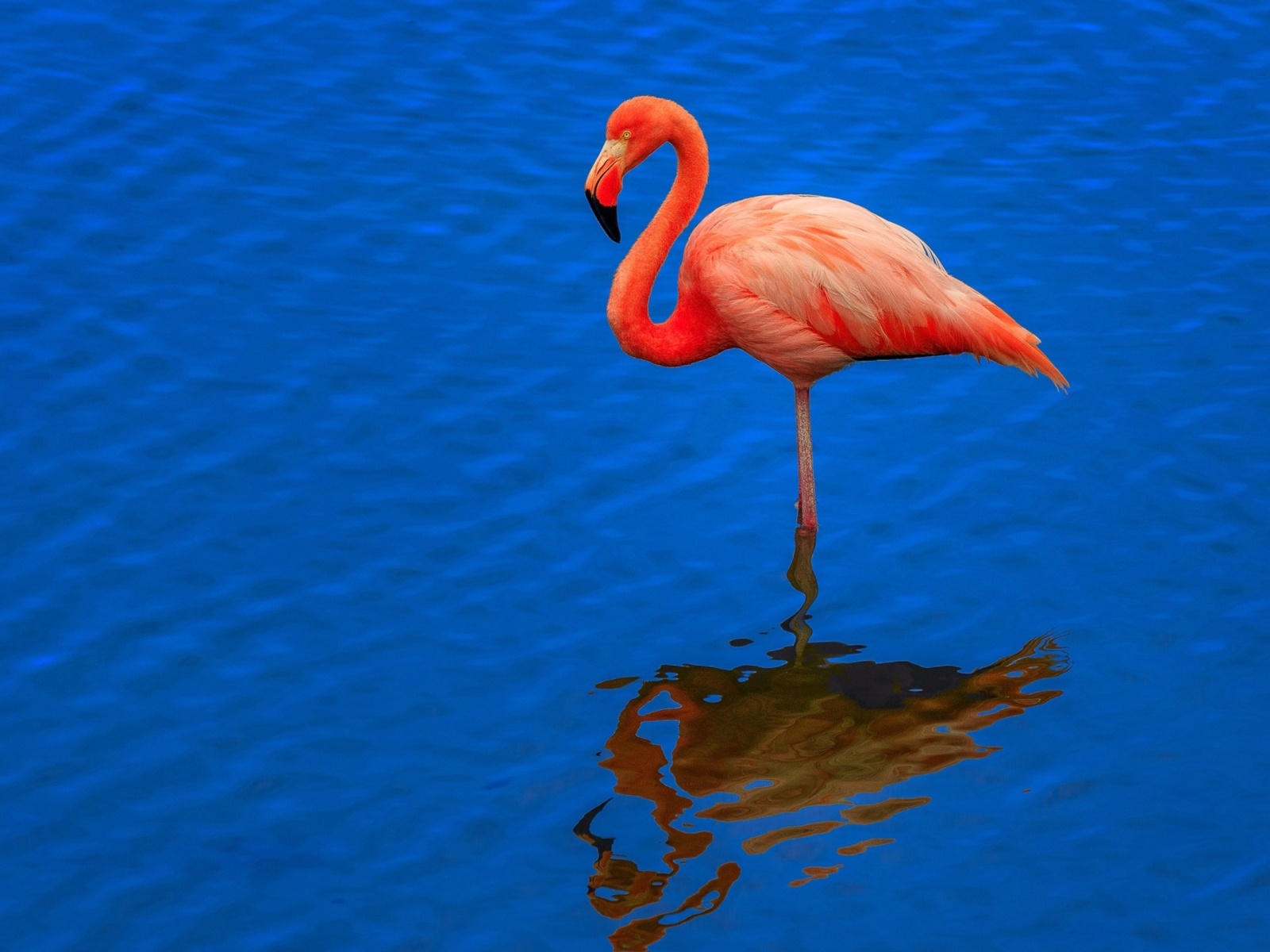 Fondo de pantalla Flamingo Arusha National Park 1600x1200
