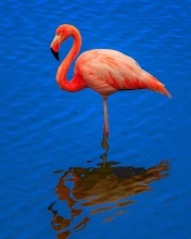 Das Flamingo Arusha National Park Wallpaper 176x220