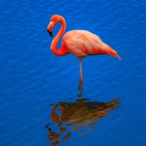 Das Flamingo Arusha National Park Wallpaper 208x208
