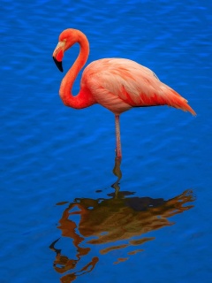 Обои Flamingo Arusha National Park 240x320