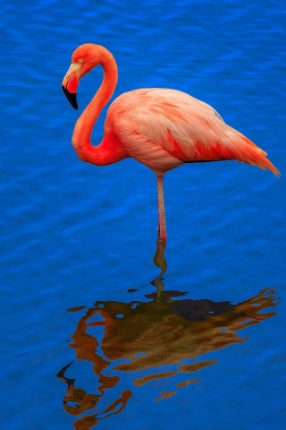 Sfondi Flamingo Arusha National Park 320x480