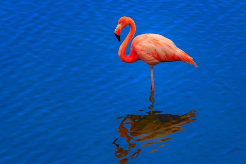 Fondo de pantalla Flamingo Arusha National Park 480x320