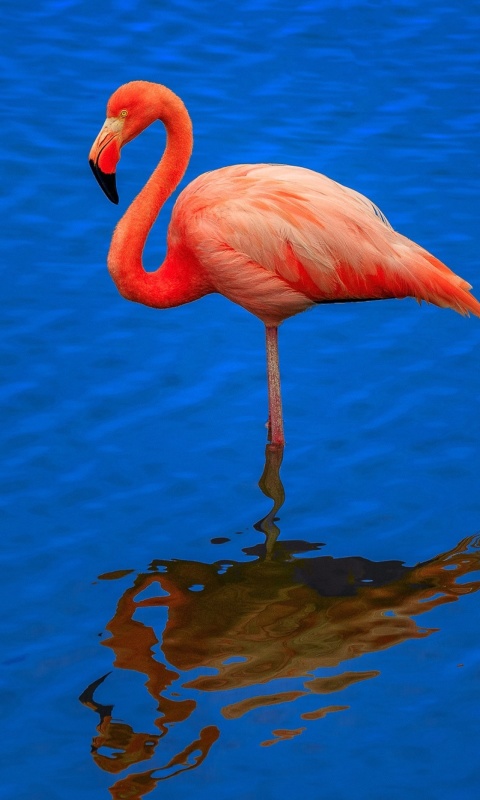 Sfondi Flamingo Arusha National Park 480x800